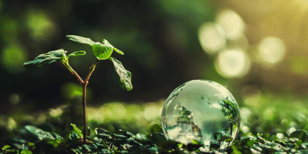 A forest floor with a new plant and bubble of water.